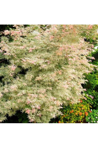 Декоративный клен укигумо с разноцветными листьями.